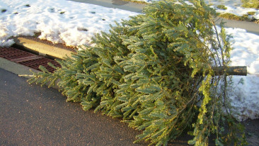 Den Weihnachtsbaum umweltgerecht und sicher entsorgen