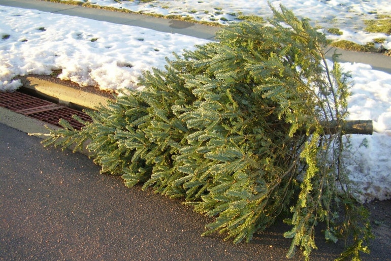 Den Weihnachtsbaum umweltgerecht und sicher entsorgen