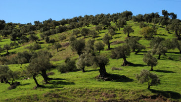 Der Olivenbaum – Olea europaea