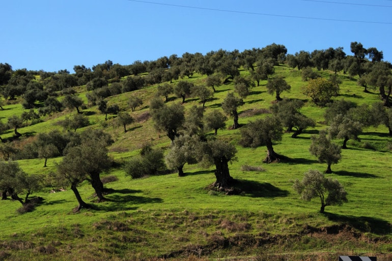 Der Olivenbaum – Olea europaea