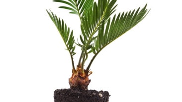 Die Palme