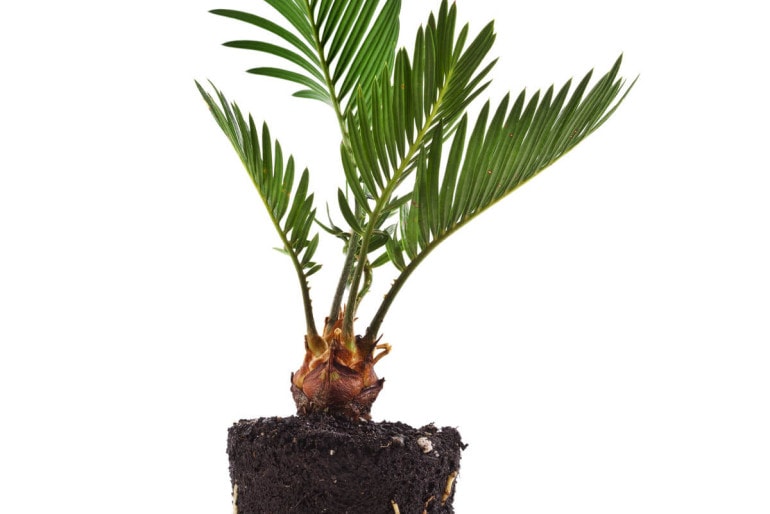 Die Palme