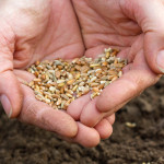 Tipps zum Umgang mit Saatgut bei der Gartengestaltung und –pflege