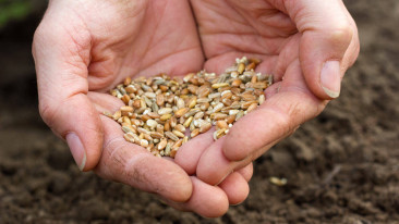 Tipps zum Umgang mit Saatgut bei der Gartengestaltung und -pflege