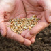 Tipps zum Umgang mit Saatgut bei der Gartengestaltung und -pflege