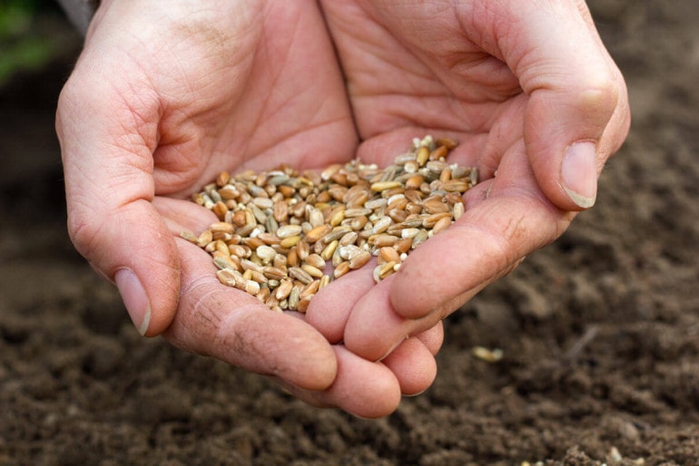 Tipps zum Umgang mit Saatgut bei der Gartengestaltung und -pflege