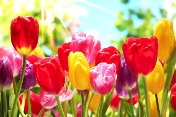 Tulpen