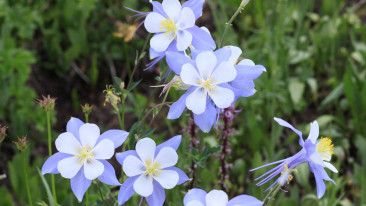 Akelei (Aquilegia) – Standort, Pflege, Säen