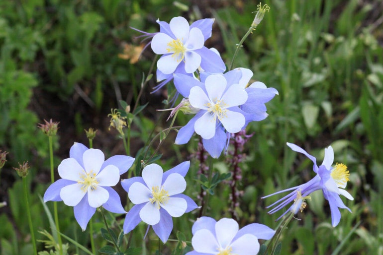 Akelei (Aquilegia) – Standort, Pflege, Säen