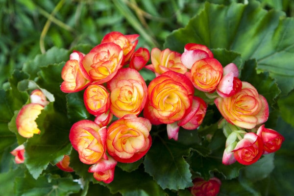 Begonien - schöne Farben, pflegeleicht