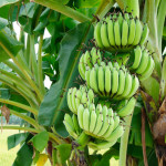 Die Banane - schön anzusehen und wohlschmeckend