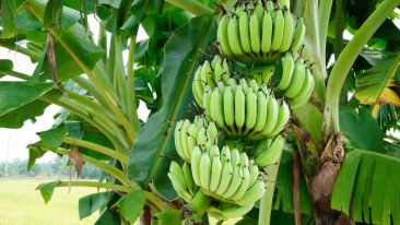 Die Banane – tropische Pflanze mit süßen Früchten