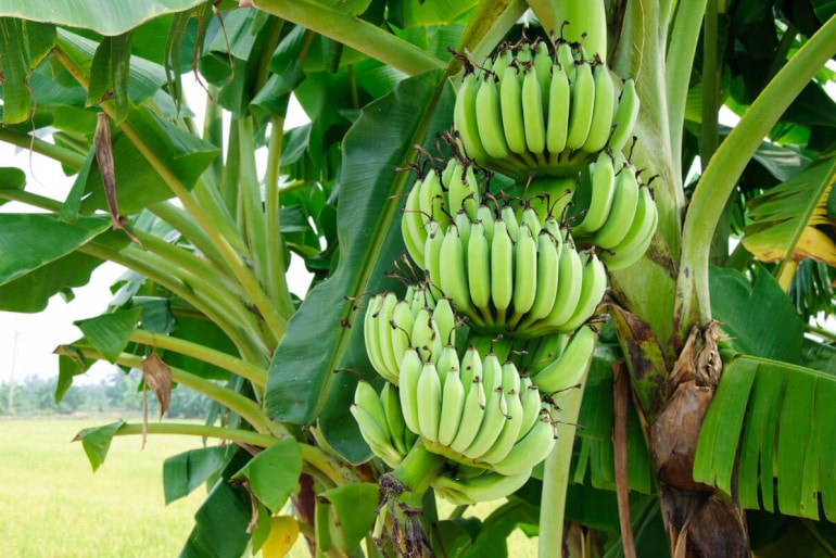 Die Banane – tropische Pflanze mit süßen Früchten