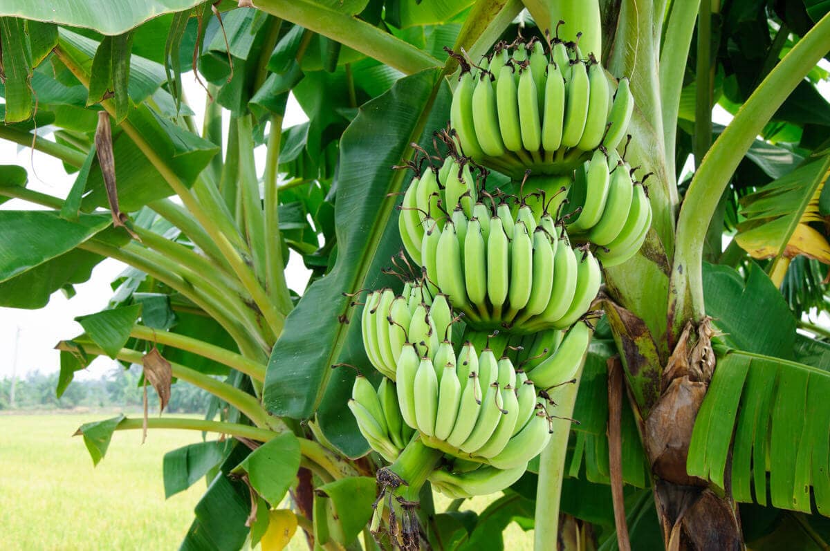 Die Banane - tropische Pflanze mit süßen Früchten - HeimHelden®