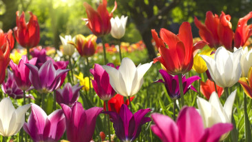 Es grünt und blüht – Frühlingsblumen für den Garten