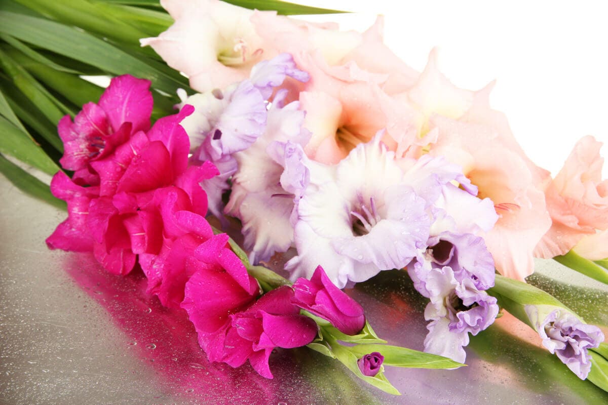 Gladiolen Gladiolus Hybriden Auch Schwertblume Genannt Heimhelden