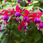 Mit Fuchsien Balkon oder Garten verschönern