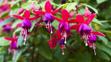 Mit Fuchsien Balkon oder Garten verschönern