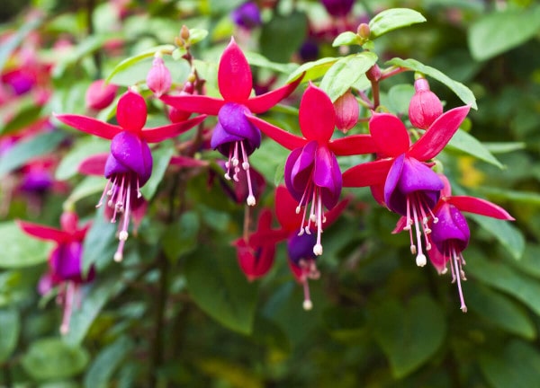 Mit Fuchsien Balkon oder Garten verschönern