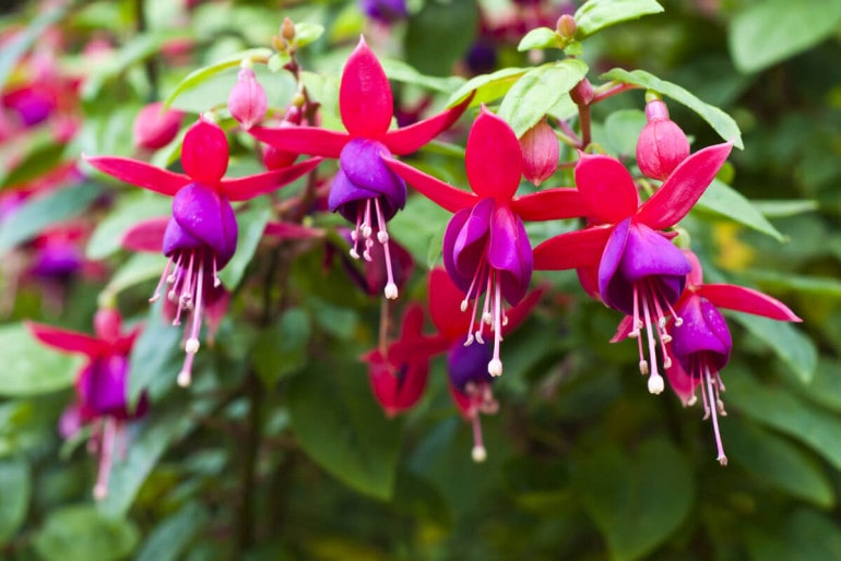 Mit Fuchsien Balkon oder Garten verschönern