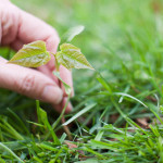 Unkraut vermeiden - die richtige Rasenpflege im Frühjahr