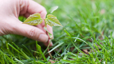 Unkraut vermeiden – die richtige Rasenpflege