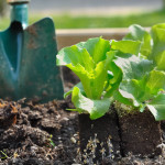 Eigener Salatanbau im Garten