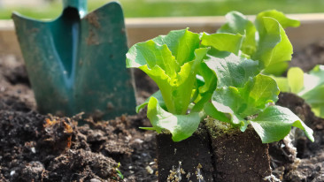 Eigener Salatanbau im Garten