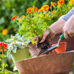 Gartenkalender