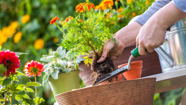 Der Gartenkalender