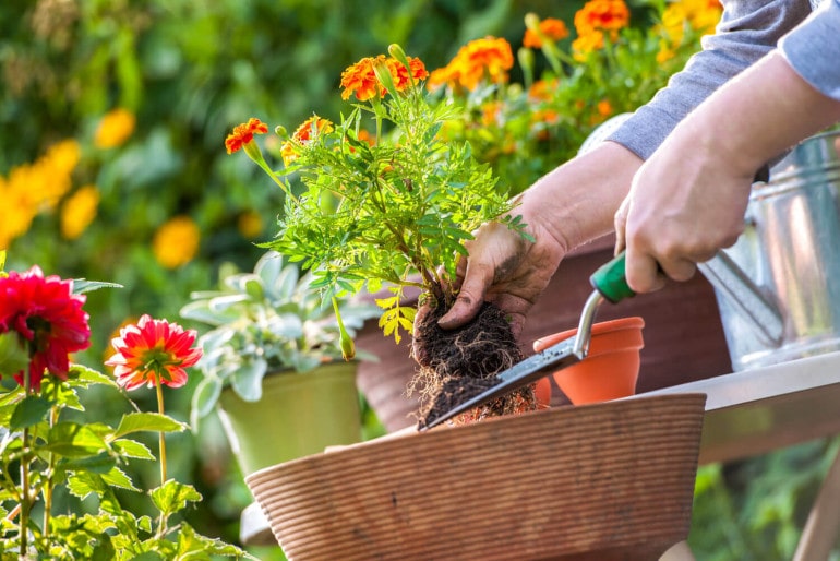 Der Gartenkalender