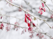 Winter: Gartenarbeiten von Dezember bis Februar