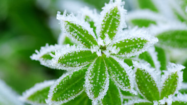 Winterharte Pflanzen – diese Pflanzen überleben die kalte Jahreszeit unbeschadet