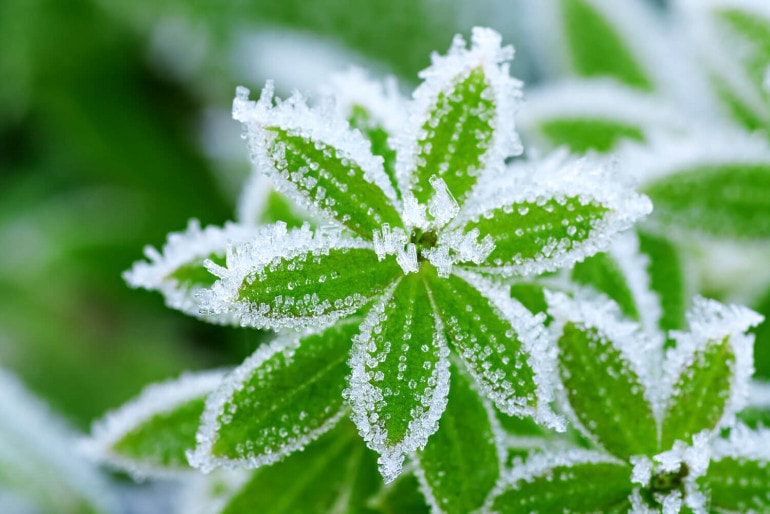 Winterharte Pflanzen – diese Pflanzen überleben die kalte Jahreszeit unbeschadet
