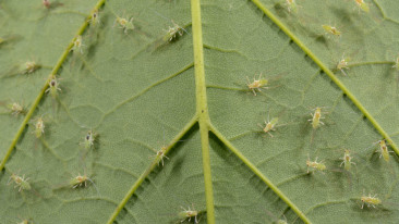 Die hilfreichsten Tipps gegen Blattläuse und -milben