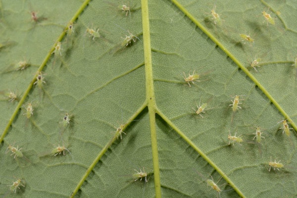 Die hilfreichsten Tipps gegen Blattläuse und -milben