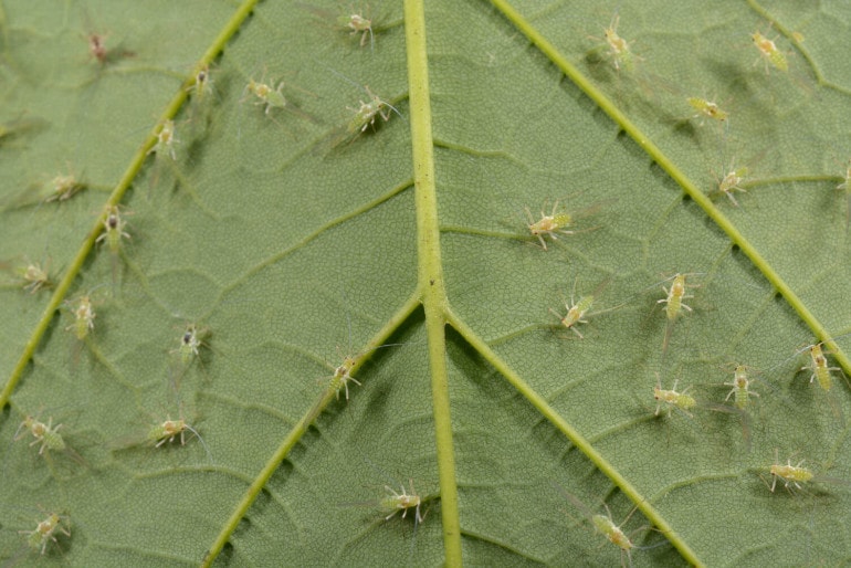 Die hilfreichsten Tipps gegen Blattläuse und -milben
