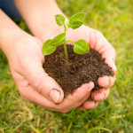 Baum pflanzen, so geht es richtig