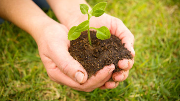 Baum pflanzen, so geht es richtig