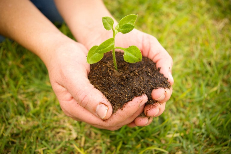 Baum pflanzen, so geht es richtig