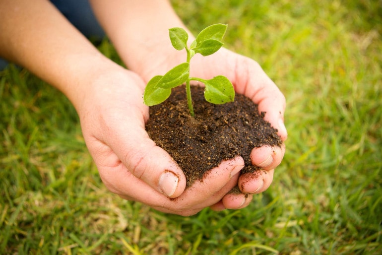 Baum pflanzen, so geht es richtig