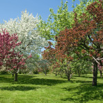 Die schönsten Bäume für den eigenen Garten