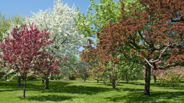 Die schönsten Bäume für den eigenen Garten