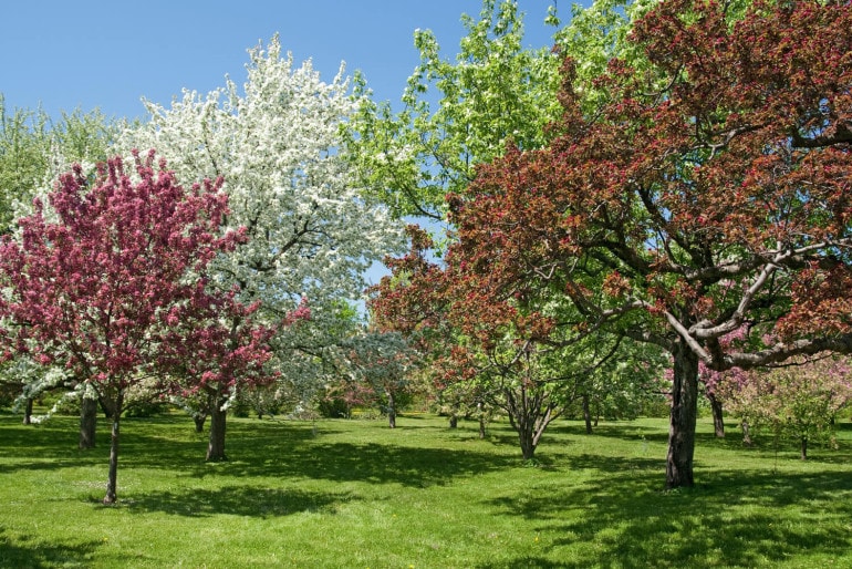 Die schönsten Bäume für den eigenen Garten