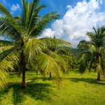 Exotische Palmen im Garten