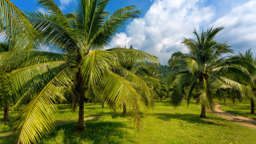 Exotische Palmen im Garten: Südliches Flair in unseren Breitengraden