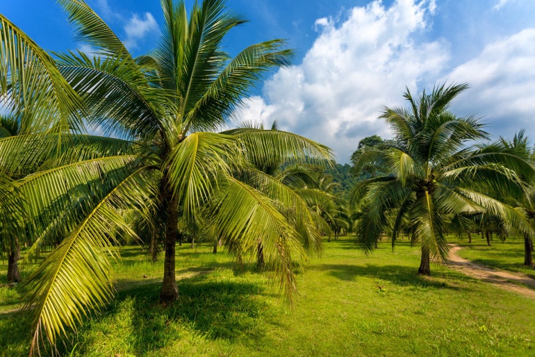 Exotische Palmen im Garten: Südliches Flair in unseren Breitengraden