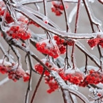 Sonnige Tage und Frost: Jetzt droht dem Garten besondere Gefahr