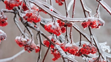 Sonnige Tage und Frost: Jetzt droht dem Garten besondere Gefahr