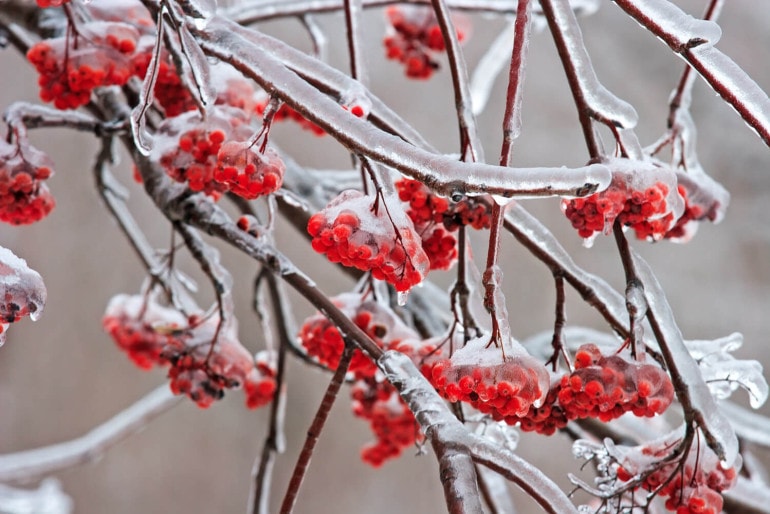 Sonnige Tage und Frost: Jetzt droht dem Garten besondere Gefahr